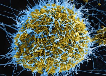 OMS yemeje ko icyorezo cya Ebola cyiri muri Congo gikomeza kwiyongera